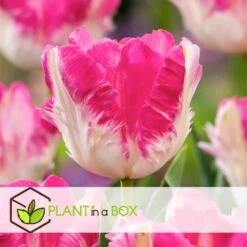 Tulipa Cabanna - 15x Tulpenbollen - Roze / Wit -Goedkope Planten winkel af53cb9113df42feace490779ffc70d0
