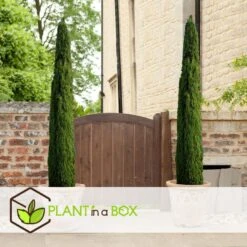 Cupressus Sempervirens - Set Van 2 - Cipres - Pot 19cm - Hoogte 70-80cm -Goedkope Planten winkel b6f46b9dd24c428886c653c36c75c163