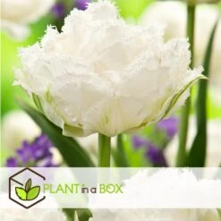 Tulipa Snow Crystal - Bloembollen X20 - Tulp - Wit -Goedkope Planten winkel c216c859f5534920bbf670a4bbe1598d