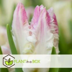 Tulipa Cabanna - 15x Tulpenbollen - Roze / Wit -Goedkope Planten winkel c24f5c99964d48249adcd2a3514922f0