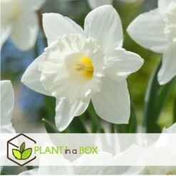 Narcissus Mount Hood X30 - Narcisbollen - Winterharde Bloembollen -Goedkope Planten winkel cd2591b29d3d4929a6e469dd9bce5e00