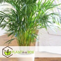Mexicaanse Dwergpalm - Compact Groeiende Groene Palm - Pot 20cm - Hoogte 80-90cm 7 Mexicaanse Dwergpalm - Compact Groeiende Groene Palm - Pot 20cm - Hoogte 80-90cm -Goedkope Planten winkel cfc2105164704584b20bc7754b877742
