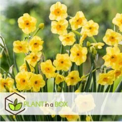 Narcissus Golden Dawn X80 - Narcisbollen - Meerjarige Winterharde Bloembollen 6 Narcissus Golden Dawn X80 - Narcisbollen - Meerjarige Winterharde Bloembollen -Goedkope Planten winkel d5cc4211193e4689808de21682256c20