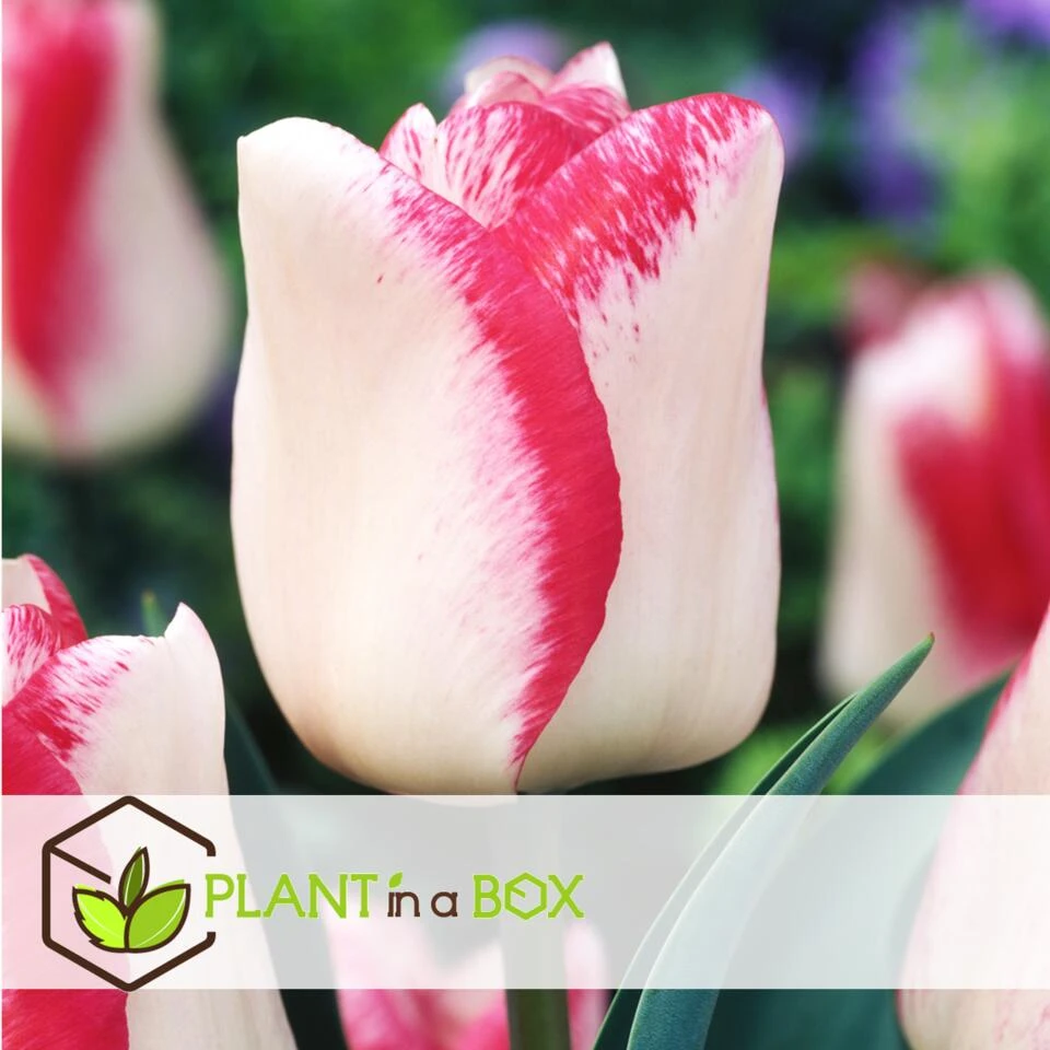 Tulipa Mata Hari - Bloembollen X30 - Tulp - Roze, Wit 2 Tulipa Mata Hari - Bloembollen X30 - Tulp - Roze, Wit - Afbeelding 2