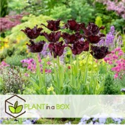 Tulipa Black Parrot - Bloembollen X14 - Parkiettulp - Paars -Goedkope Planten winkel d758d71f061045239334ccbc9db5269c