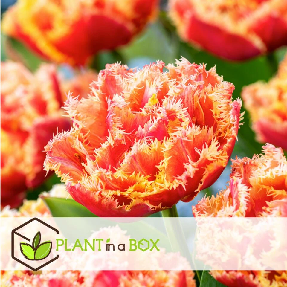 Tulipa Brisbane - Bloem Bollen X15 - Tulp - Roze 4 Tulipa Brisbane - Bloem Bollen X15 - Tulp - Roze - Afbeelding 4