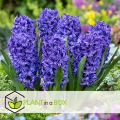 Hyacinthus Blue Trophy - 25x Winterharde Bloembollen Hyacinten - Vroegbloeiend -Goedkope Planten winkel e0bf72479ee64f8b83307ea9733bb039