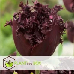 Tulipa Labrador - Bloembollen X10 - Tulp - Donkerpaars 7 Tulipa Labrador - Bloembollen X10 - Tulp - Donkerpaars -Goedkope Planten winkel e98754f06d9d4d088cfb785b194a4516