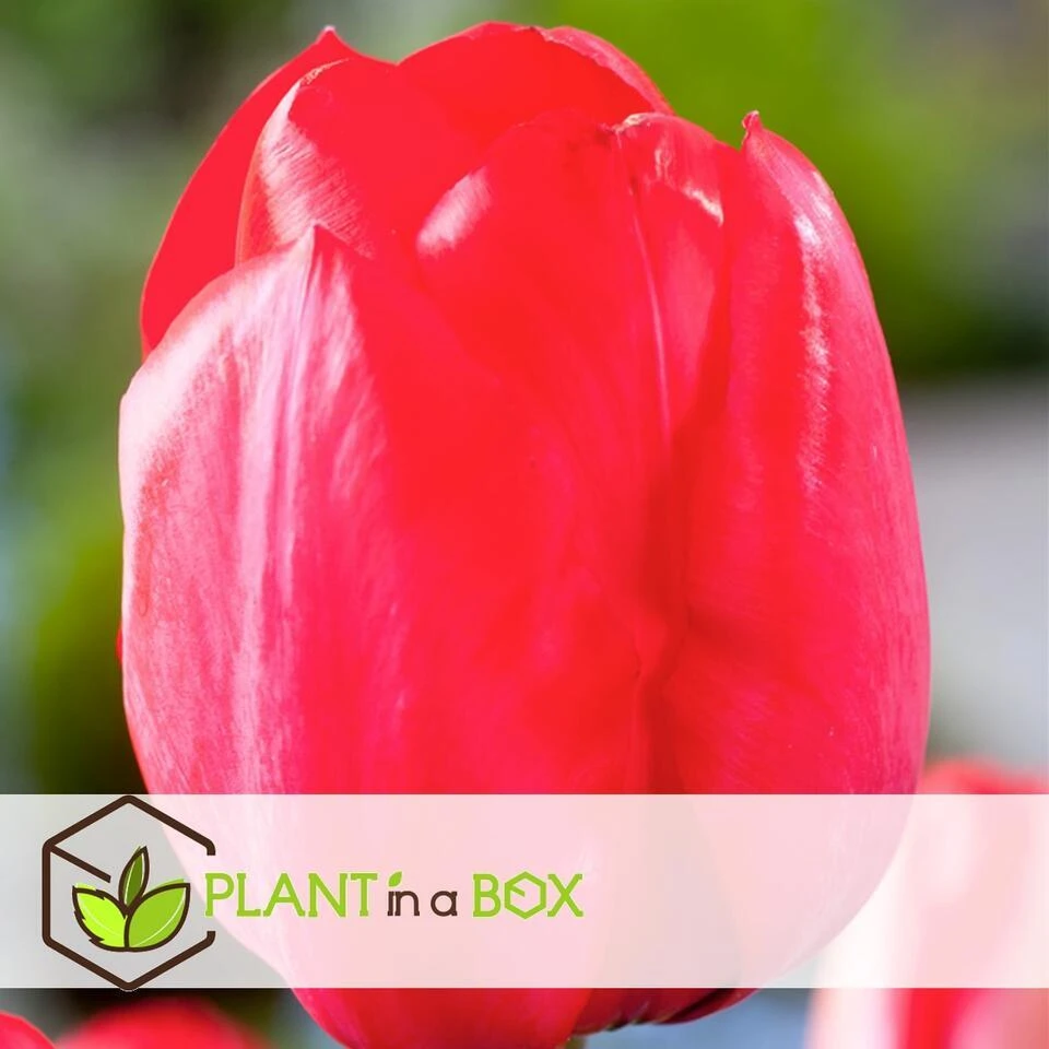 Plant In A Box - Tulipa Pink & Red Mix - Bloembollen X160 - Tulp - Roze / Rood 4 Plant In A Box - Tulipa Pink & Red Mix - Bloembollen X160 - Tulp - Roze / Rood - Afbeelding 4