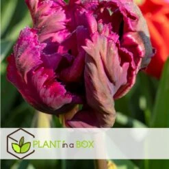 Tulipa Parrot Negrita - Bloembollen X20 - Tulp - Donkerpaars 6 Tulipa Parrot Negrita - Bloembollen X20 - Tulp - Donkerpaars -Goedkope Planten winkel ec2a4e0463274fbabf5aa35adbb88932