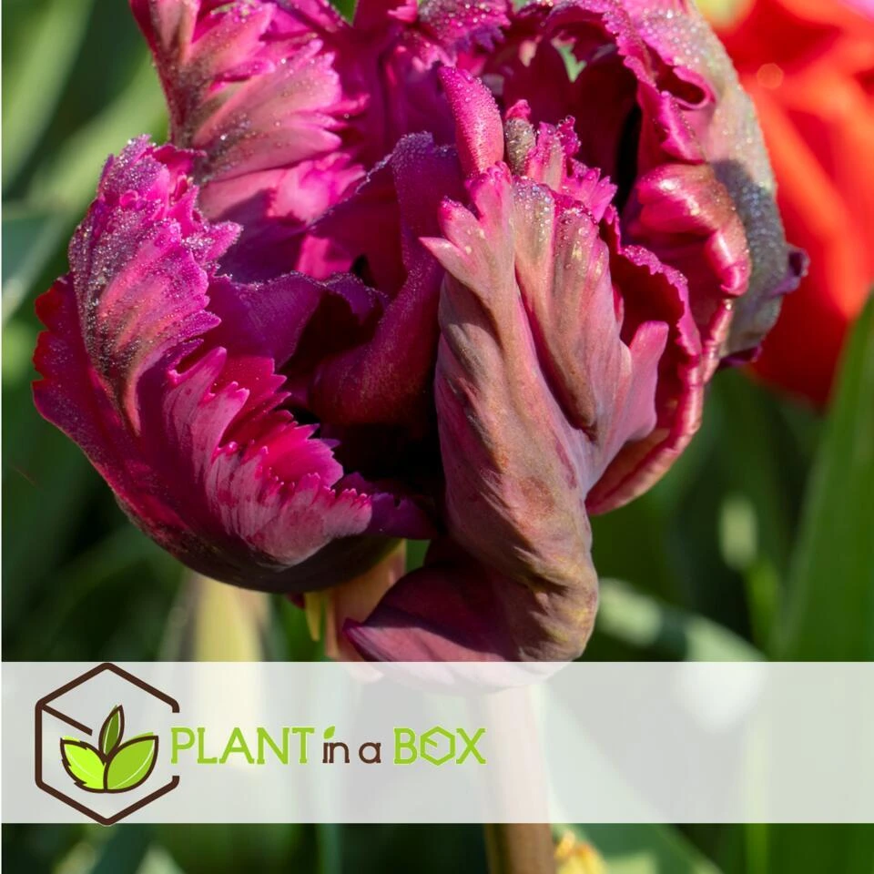 Tulipa Parrot Negrita - Bloembollen X20 - Tulp - Donkerpaars 3 Tulipa Parrot Negrita - Bloembollen X20 - Tulp - Donkerpaars - Afbeelding 3