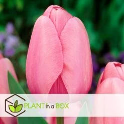Plant In A Box - Tulipa Pink & Red Mix - Bloembollen X160 - Tulp - Roze / Rood 6 Plant In A Box - Tulipa Pink & Red Mix - Bloembollen X160 - Tulp - Roze / Rood -Goedkope Planten winkel ef879467ff8c498795b982ba76397f2a