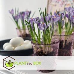 Plant In A Box - Crocus Pickwick - Bloembollen X30 - Krokus -Goedkope Planten winkel f26f33ab9b824870bf4432aa2073aec5