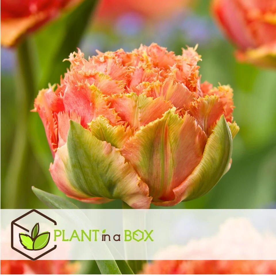 Tulipa Brisbane - Bloem Bollen X15 - Tulp - Roze 2 Tulipa Brisbane - Bloem Bollen X15 - Tulp - Roze - Afbeelding 2