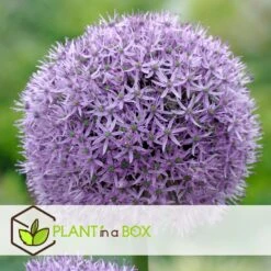 Allium Gladiator - 16x Sierui Bloembollen - Reuzenbloeiende Sierui -Goedkope Planten winkel f4d4f186a2ef4524b55de05e5df92148