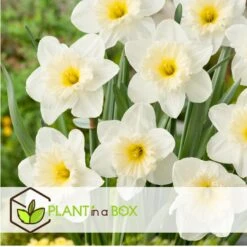 Narcissus Mount Hood X15 - Narcisbollen - Winterharde Bloembollen -Goedkope Planten winkel f543abbcbe26489c97e60ea7caf54e95