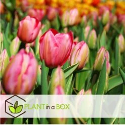 Plant In A Box - Tulipa Design Impression - Bloem Bollen X40 - Tulp - Roze 6 Plant In A Box - Tulipa Design Impression - Bloem Bollen X40 - Tulp - Roze -Goedkope Planten winkel f687f8e7633046c18ede1f09abd17634
