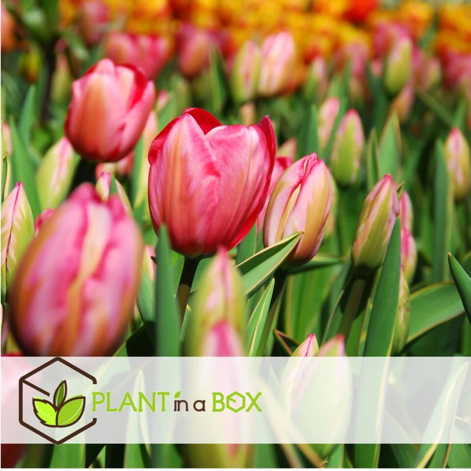 Plant In A Box - Tulipa Design Impression - Bloem Bollen X40 - Tulp - Roze 3 Plant In A Box - Tulipa Design Impression - Bloem Bollen X40 - Tulp - Roze - Afbeelding 3