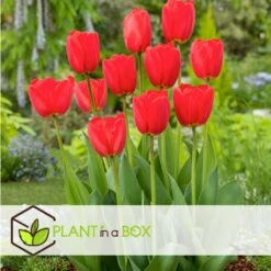 Tulipa Red Impression - Bloembollen X40 - Tulpen - Rood -Goedkope Planten winkel f75486f55ded4360bf20af32b2f6afa8