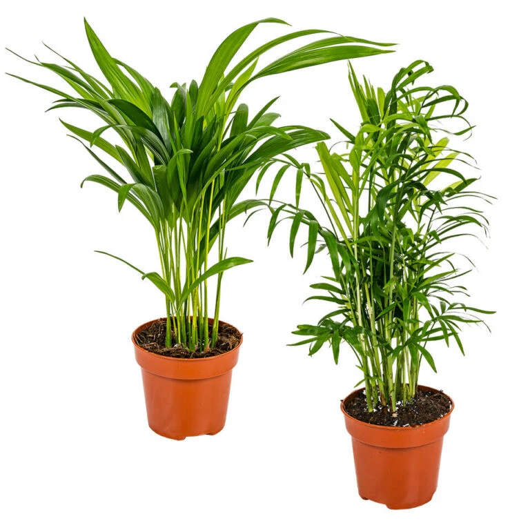 Goedkope Planten winkel -Goedkope Planten winkel 1516418277 768x768 1