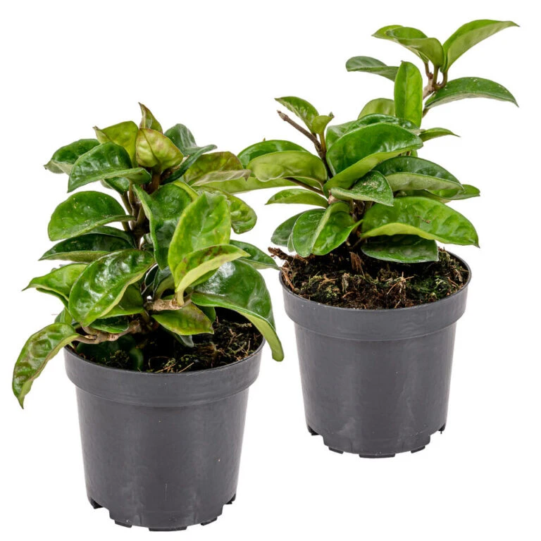 Goedkope Planten winkel -Goedkope Planten winkel 1692893870 768x768 1