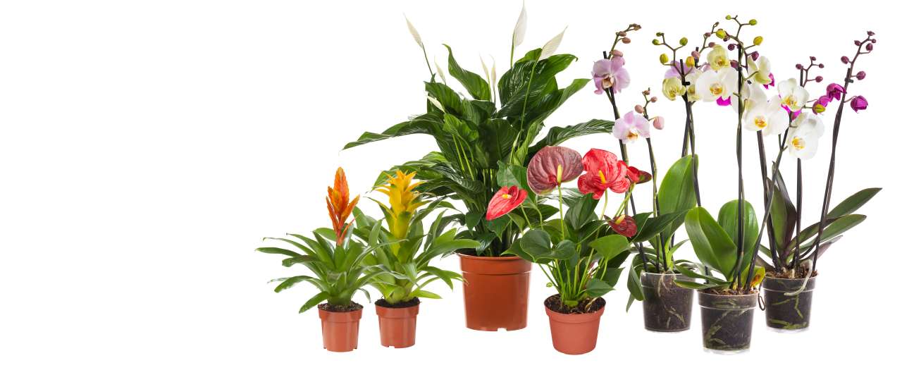 Goedkope Planten winkel -Goedkope Planten winkel bloeiende kamerplanten blak 5472x2244 62f25ee37c71f