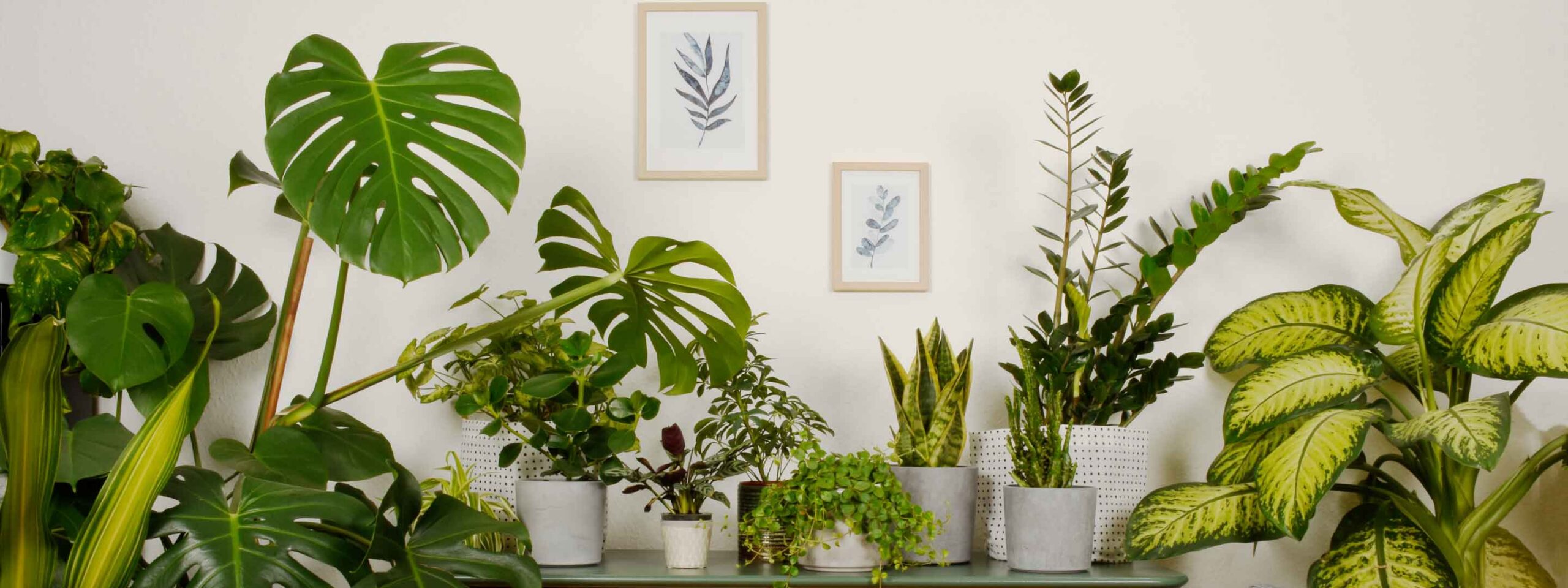 Goedkope Planten winkel -Goedkope Planten winkel stressfaktoren gruenpflanzen 1 scaled